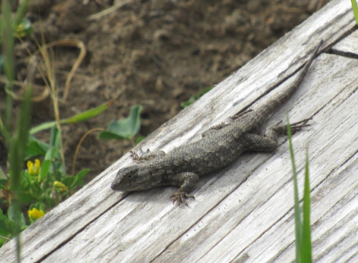 Western Fence Lizard